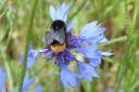 There will be a bumblebee talk on April 24