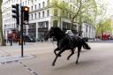 A number of horses bolted through the streets of central London on Wednesday morning (Jordan Pettitt/PA)