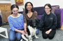 Stabyhoun puppy Jaeger with his owners, from left, Brigid, Karen and Grace Gleeson