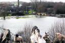 These sheep made their way up to higher ground near Crawley after the River Windrush burst its banks