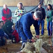 Sheep shearing. Photo: Eric Denton