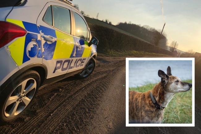 Oxford Mail graphic showing a police car and a stock image of a lurcher. Picture: Unsplash/Thames Valley Police