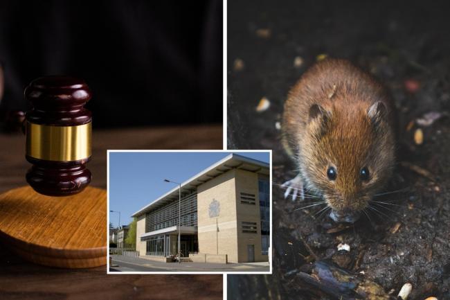 File images of rat and, inset, Salisbury Law Courts Pictures: PEXELS/NQ