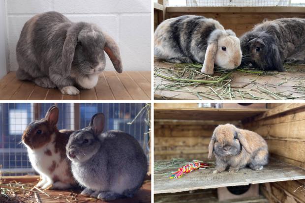 thisisoxfordshire: Some of the rabbits looking for homes at Oxfordshire Animal Sanctuary. Picture: OAS