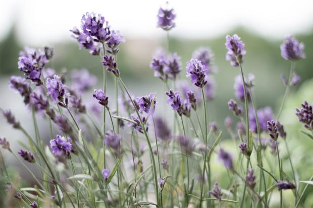 thisisoxfordshire: Lavender field. Credit: Canva