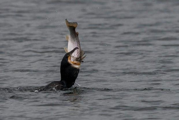 thisisoxfordshire: Cormorant gulping a Trout by Marian Payne