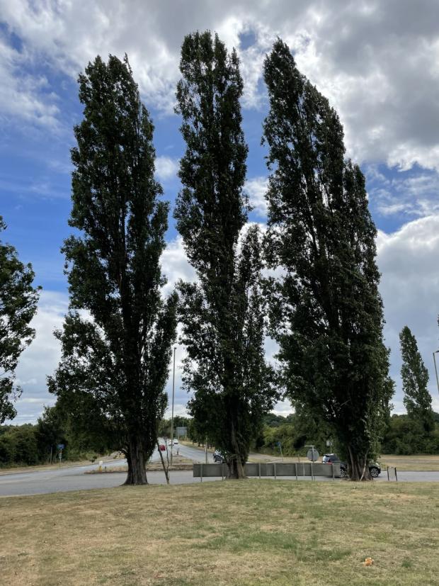 thisisoxfordshire: The trees at Kidlington Roundabout. Picture: Suzanne McIvor