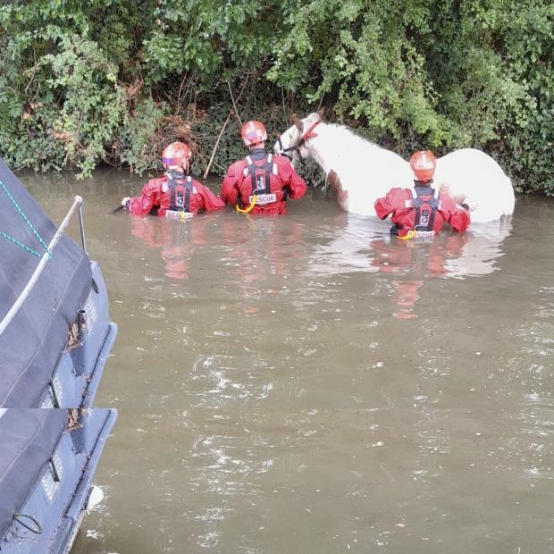 thisisoxfordshire: Jake the horse was rescued from Oxford Canal. Picture: Canal & River Trust London & South East