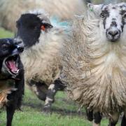 Dog owner in Wantage issued order after livestock worrying