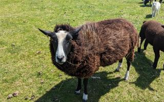 The farm has several dozen Soay Sheep
