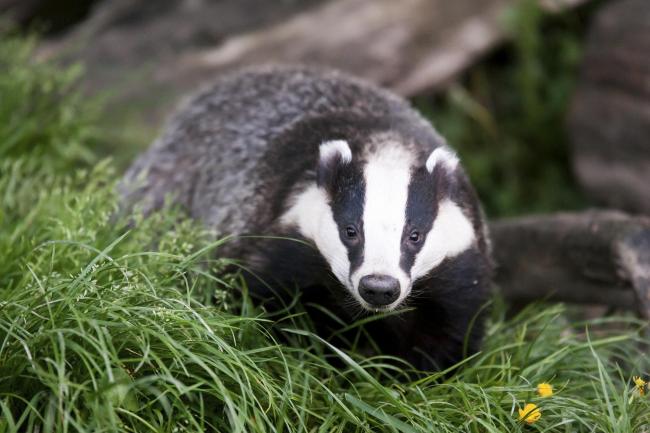 Badger cull protest in Oxford to be held this weekend