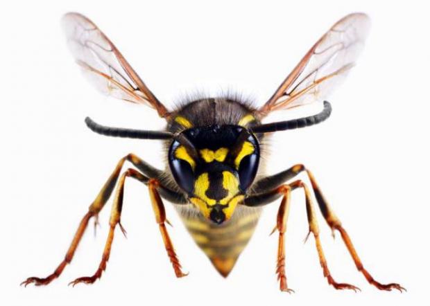 thisisoxfordshire: A wasp